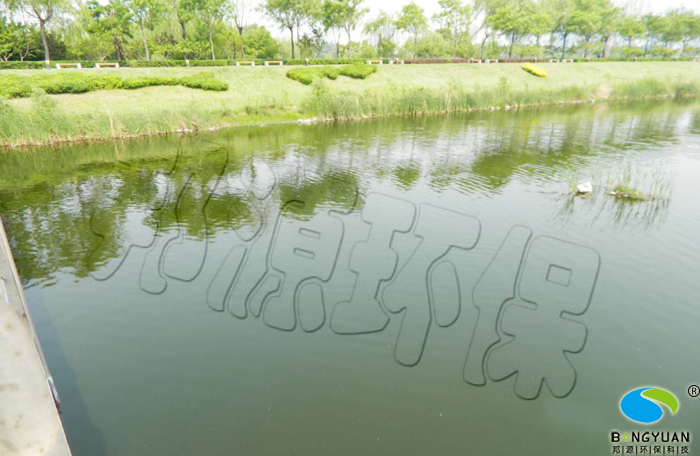 水华生物治理后，聚集的蓝藻得到消除