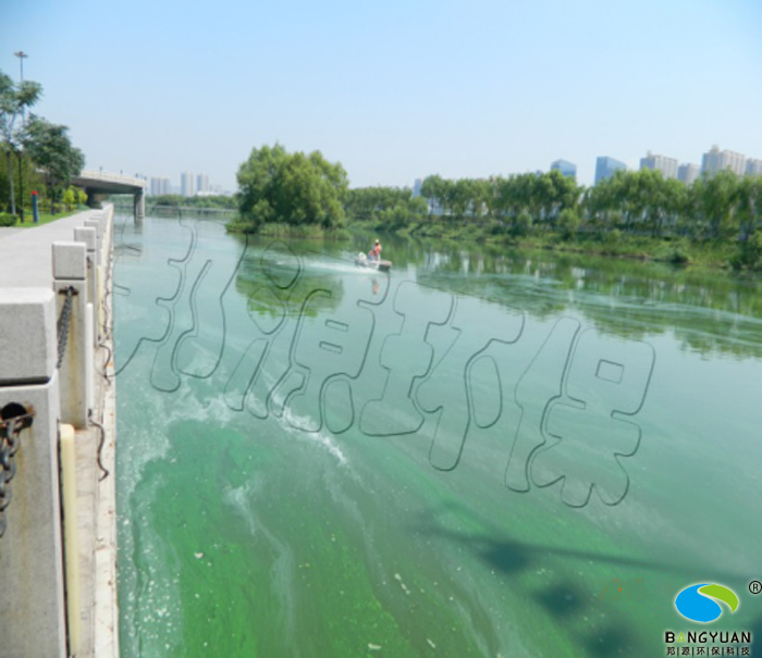 浑水渠受上游湿地影响出现蓝藻聚集