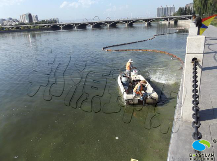 治理前汾河景区1#池北沙河污水口聚集藻类，水体浑浊