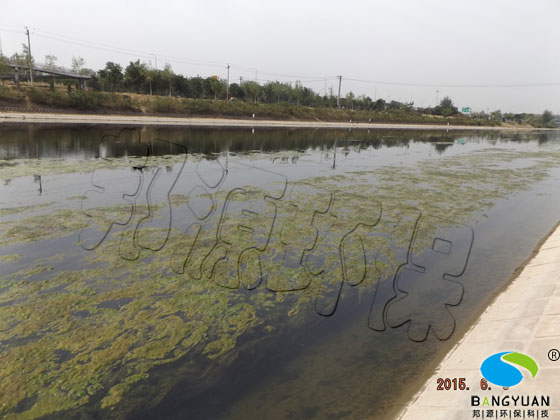 河道水体大面积爆发水绵，严重影响水体中的种植物